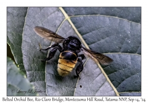 Belted Orchid Bee