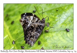 'Owl' Butterfly