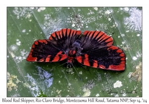 Blood Red Skipper