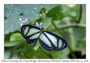 Zibia Clearwing
