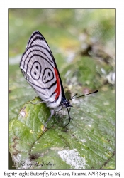 Eighty-eight Butterfly