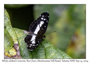 White-dotted Crescent