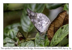 Two-spotted Prepona
