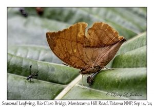 Seasonal Leafwing