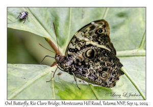'Owl' Butterfly