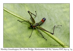 Monkey Grasshopper