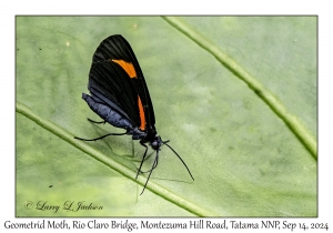Geometrid Moth