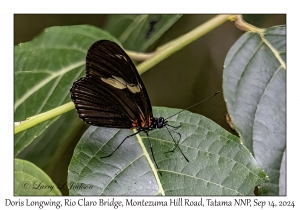 Doris Longwing