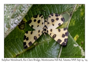 Sulphur Metalmark