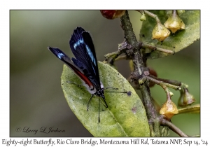 Eighty-eight Butterfly