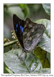 Two-spotted Prepona