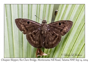 Chiapan Skipper