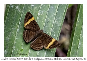 Golden-banded Sister