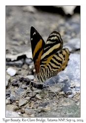 Tiger Beauty