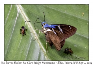 Two-barred Flasher