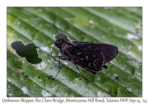 Unknown Skipper