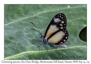 'Clearwing' species