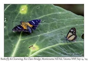 Butterflies