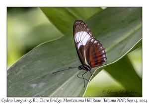 Cydno Longwing