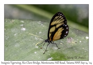 Insignis Tigerwing