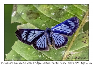 Metalmark species