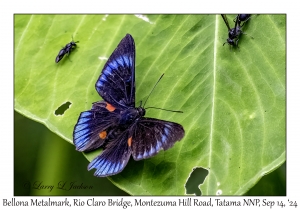 Bellona Metalmark