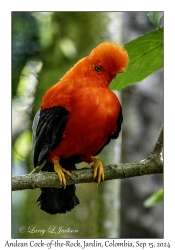 Andean Cock-of-the-Rock