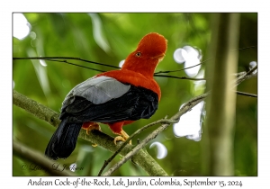 Andean Cock-of-the-Rock