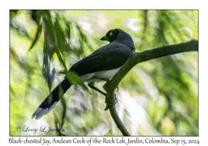Black-chested Jay