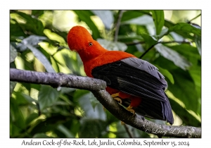 Andean Cock-of-the-Rock