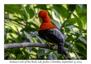 Andean Cock-of-the-Rock