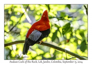 Andean Cock-of-the-Rock