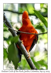 Andean Cock-of-the-Rock