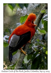 Andean Cock-of-the-Rock