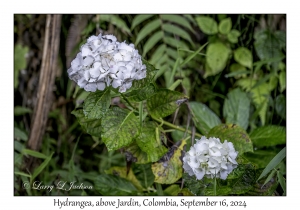 Hydrangea