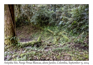 Antpitta Site