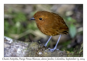 Chami Antpitta