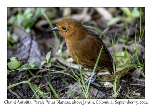 Chami Antpitta