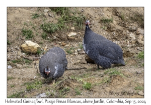 Helmeted Guineafowl
