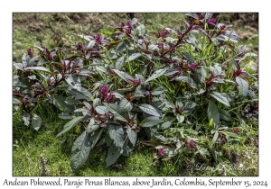 Andean Pokeweed