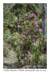 Azalea