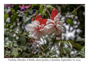 Fuchsia