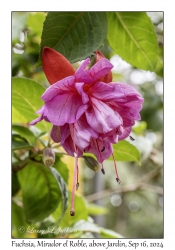 Fuchsia