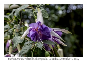 Fuchsia