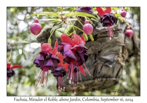 Fuchsia