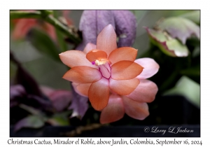 Christmas Cactus variety