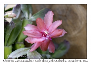 Christmas Cactus variety