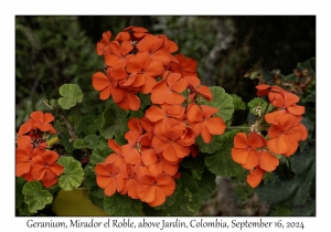 Geranium variety