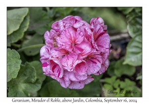 Geranium variety