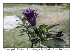 Moonflower